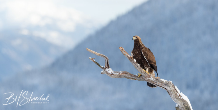 Golden Eagle In Tree