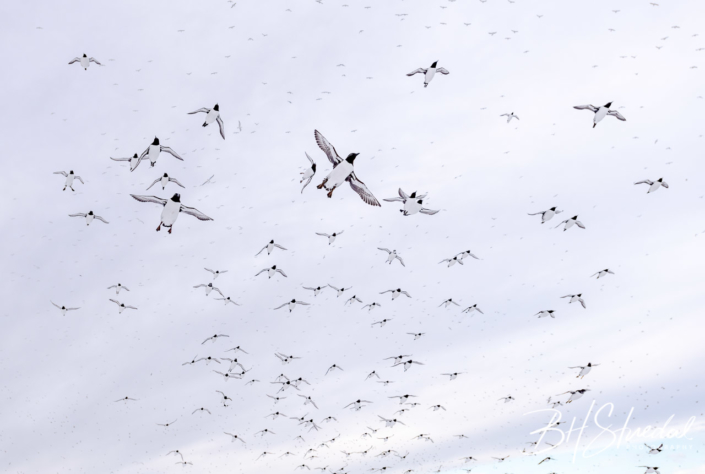 Flock Of Common Murre