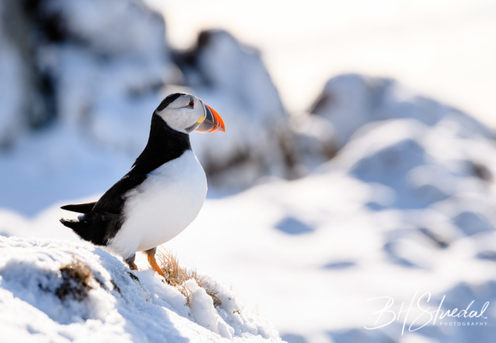 Puffin in snow
