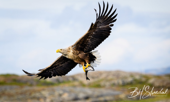 White tailed eagle with catch 3