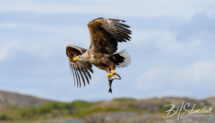 White tailed eagle with catch 2