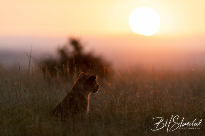 Lion Cub In Sunrise