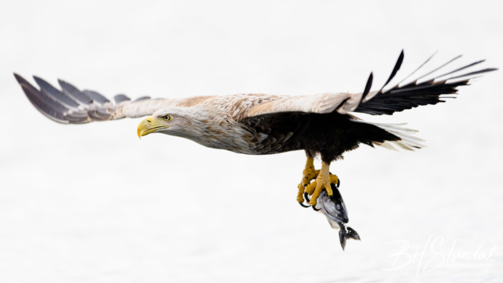 White tailed eagle with catch