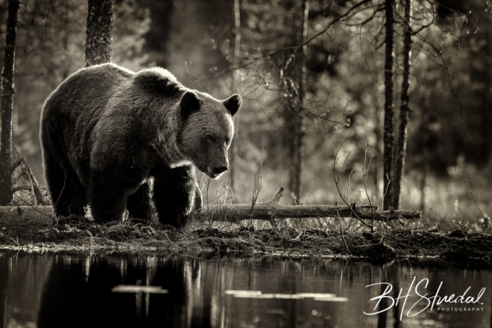 Bear in monochrome