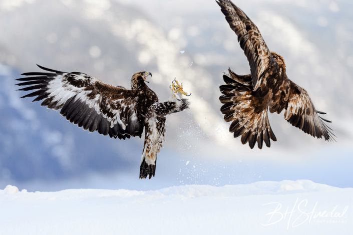 Eagle fight