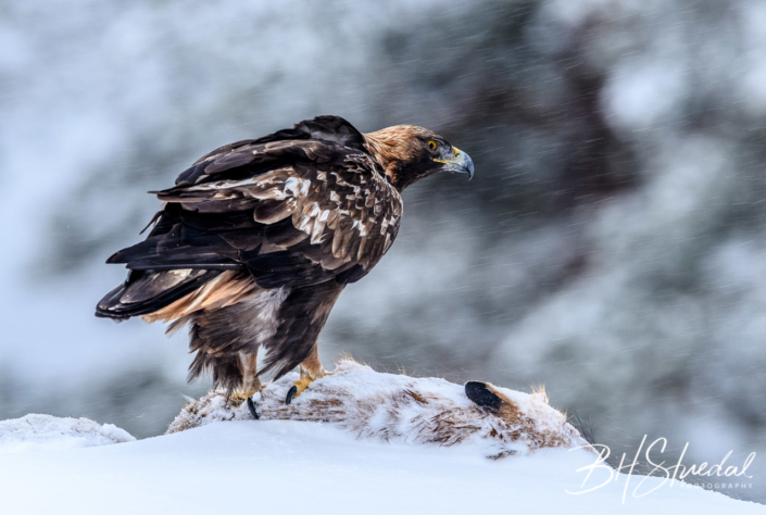 Eagle and prey 2