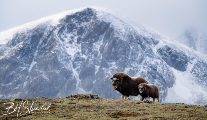Musk Ox With Calf In Autumn Landscape