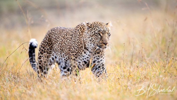 Mara leopard