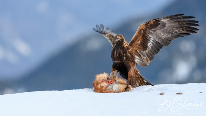 Golden eagle with prey, Tokke