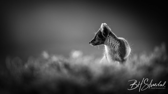 Arctic fox