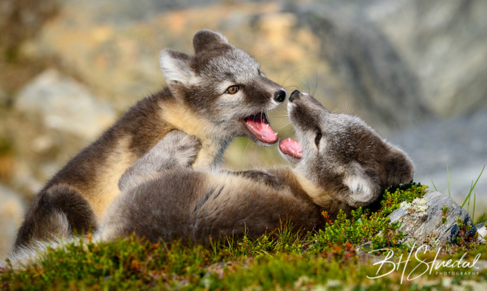 Arctic fox cubs playtime