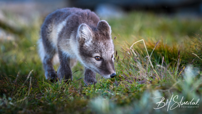 Arctic fox cub