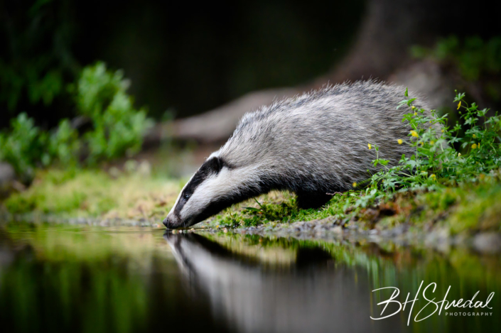 Thirsty badger